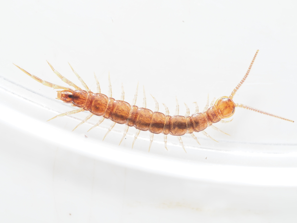 Lithobius borealis