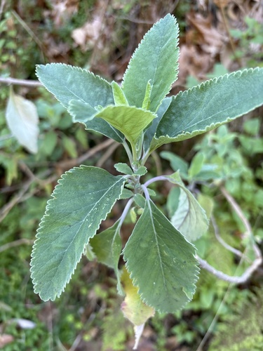 Madeira Germander (Teucrium betonicum)