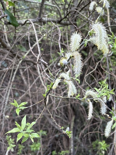 Salix pedicellata (Salix pedicellata)