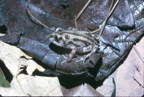 Decorated Running Frog