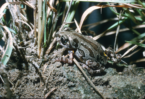 Decorated Running Frog