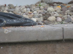 Zonotrichia leucophrys