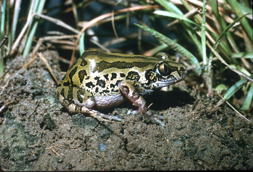 Senegal Running Frog