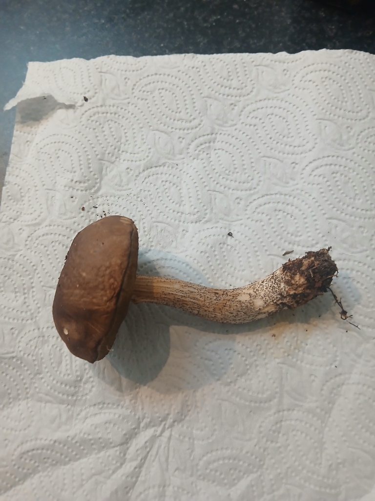 Leccinum scabrum · February 2026 · photo: © bigfarma2017 (iNaturalist, cc-by)