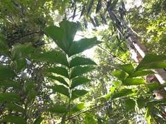 Caryota