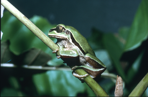 West Cameroon Forest Tree Frog, Leptopelis nordequatorialis