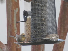 Haemorhous mexicanus