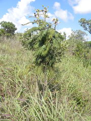 Mimosa claussenii