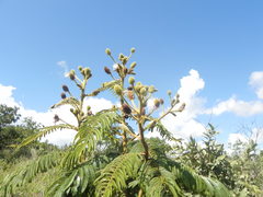 Mimosa claussenii