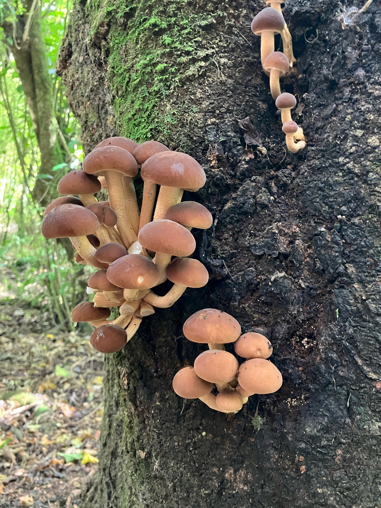 Cyclocybe parasitica · February 2026 · photo: © bihnz (iNaturalist, cc-by)