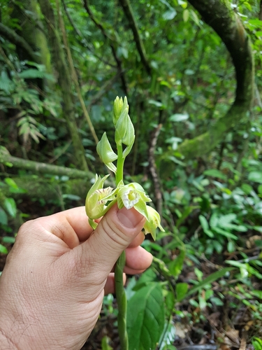 Beyrich's Hooded Orchid (Galeandra beyrichii)