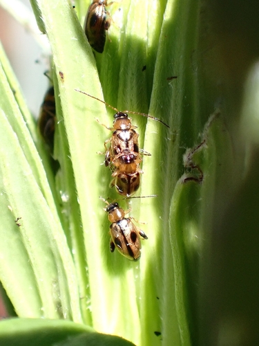 Longitarsus persimilis