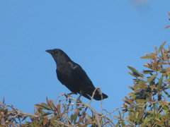 Corvus brachyrhynchos