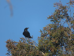 Corvus brachyrhynchos