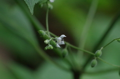 Klaprothia mentzelioides