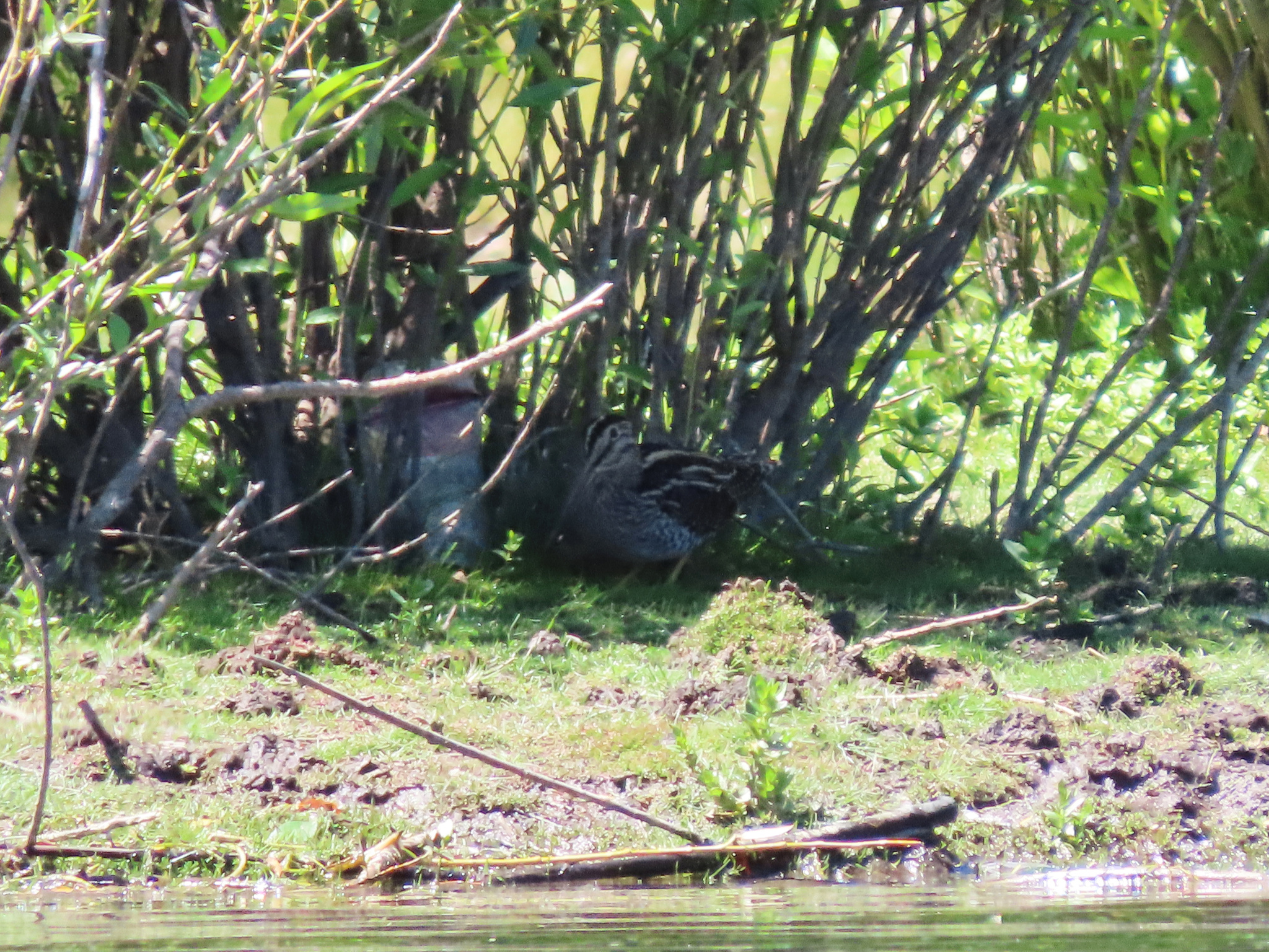 Magellanic Snipe (Gallinago magellanica), photo 6