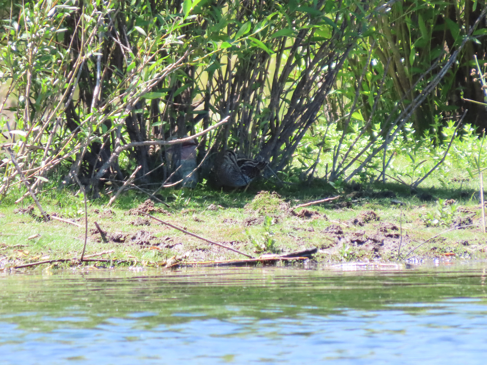 Magellanic Snipe (Gallinago magellanica), photo 7