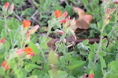 Sphaeralcea lindheimeri