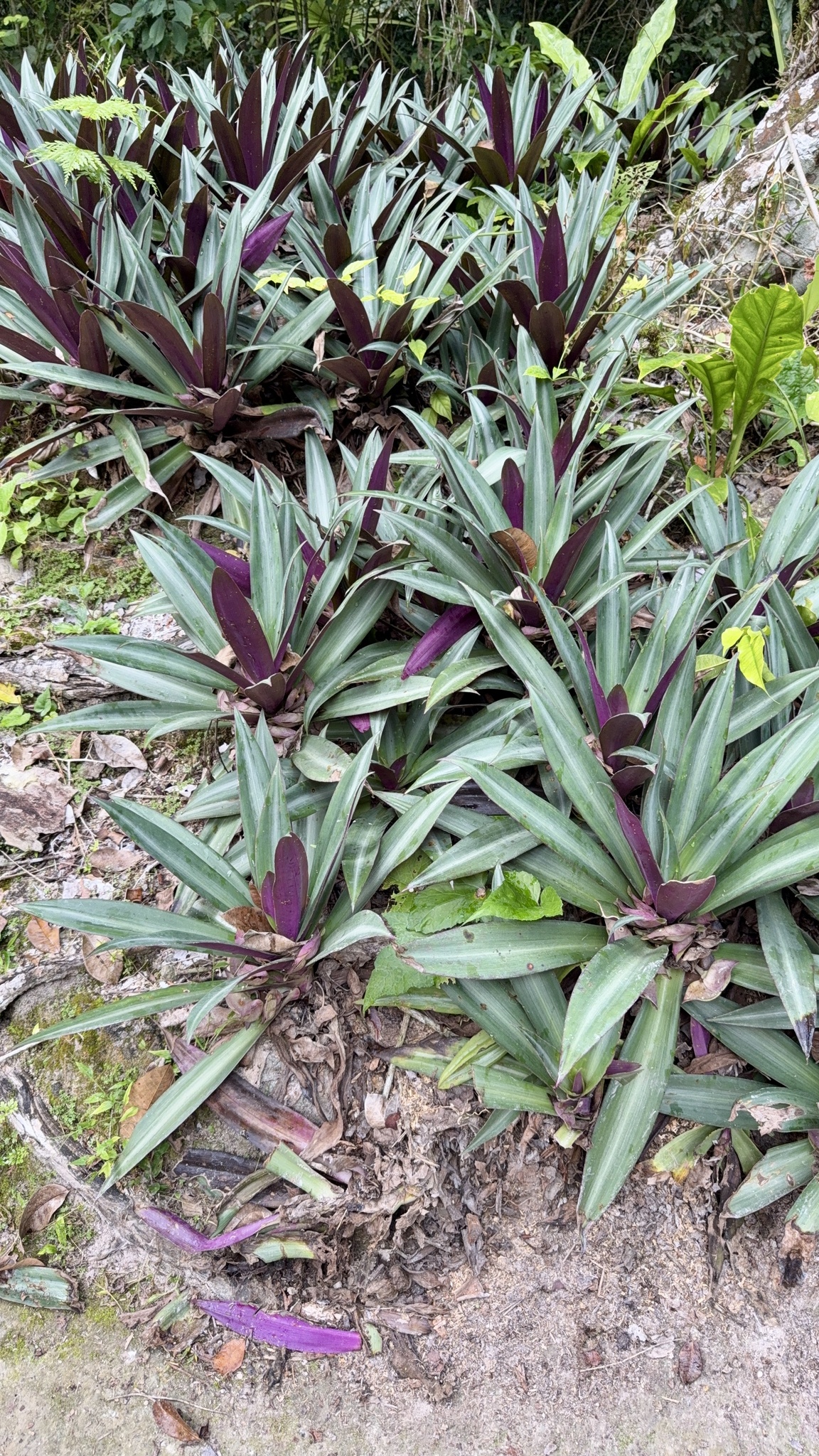 Imagem de Abacaxi-roxo