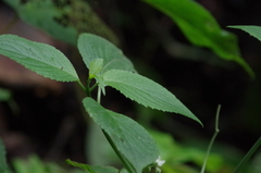 Klaprothia mentzelioides