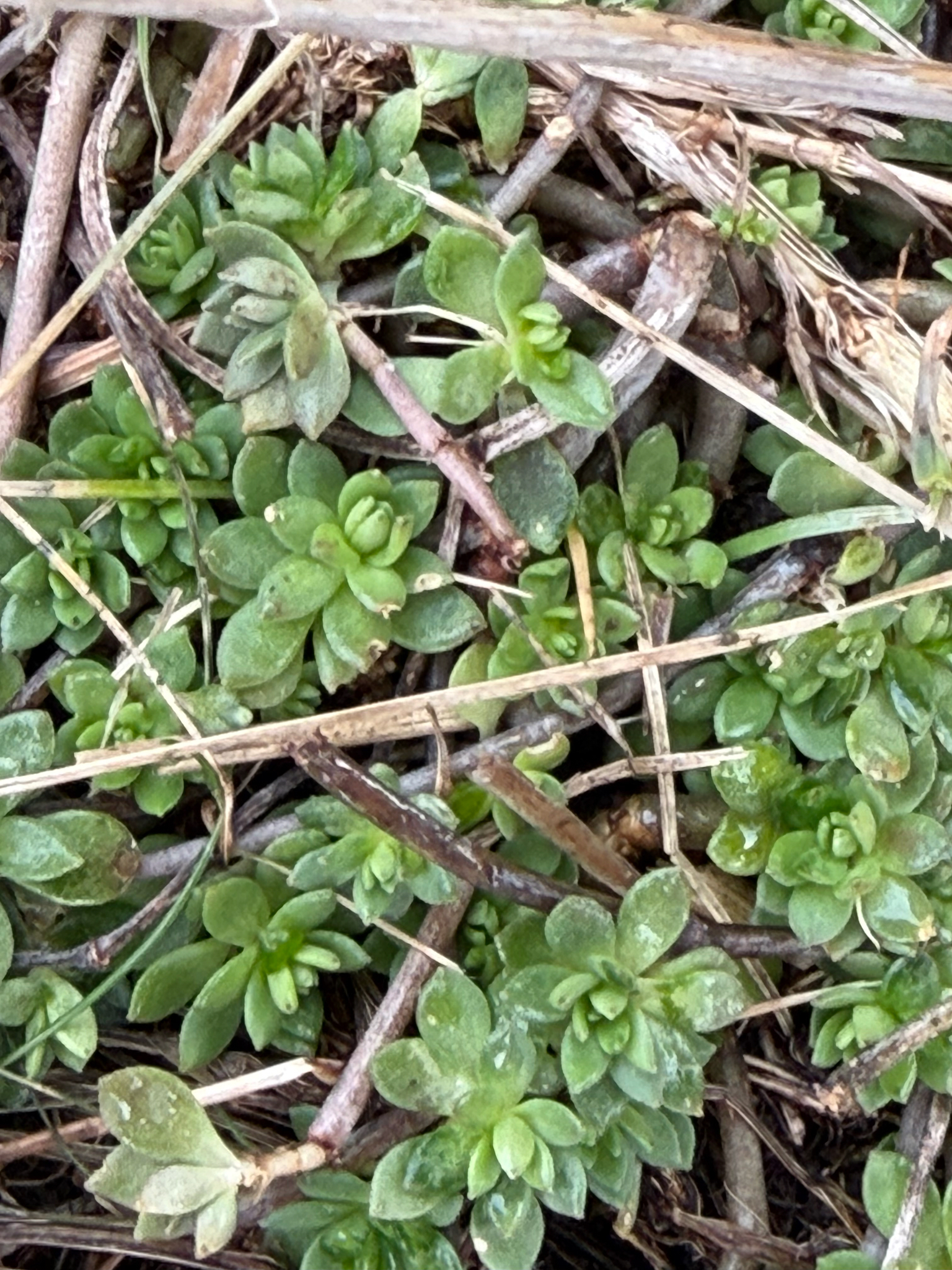 Imagem de sedum
