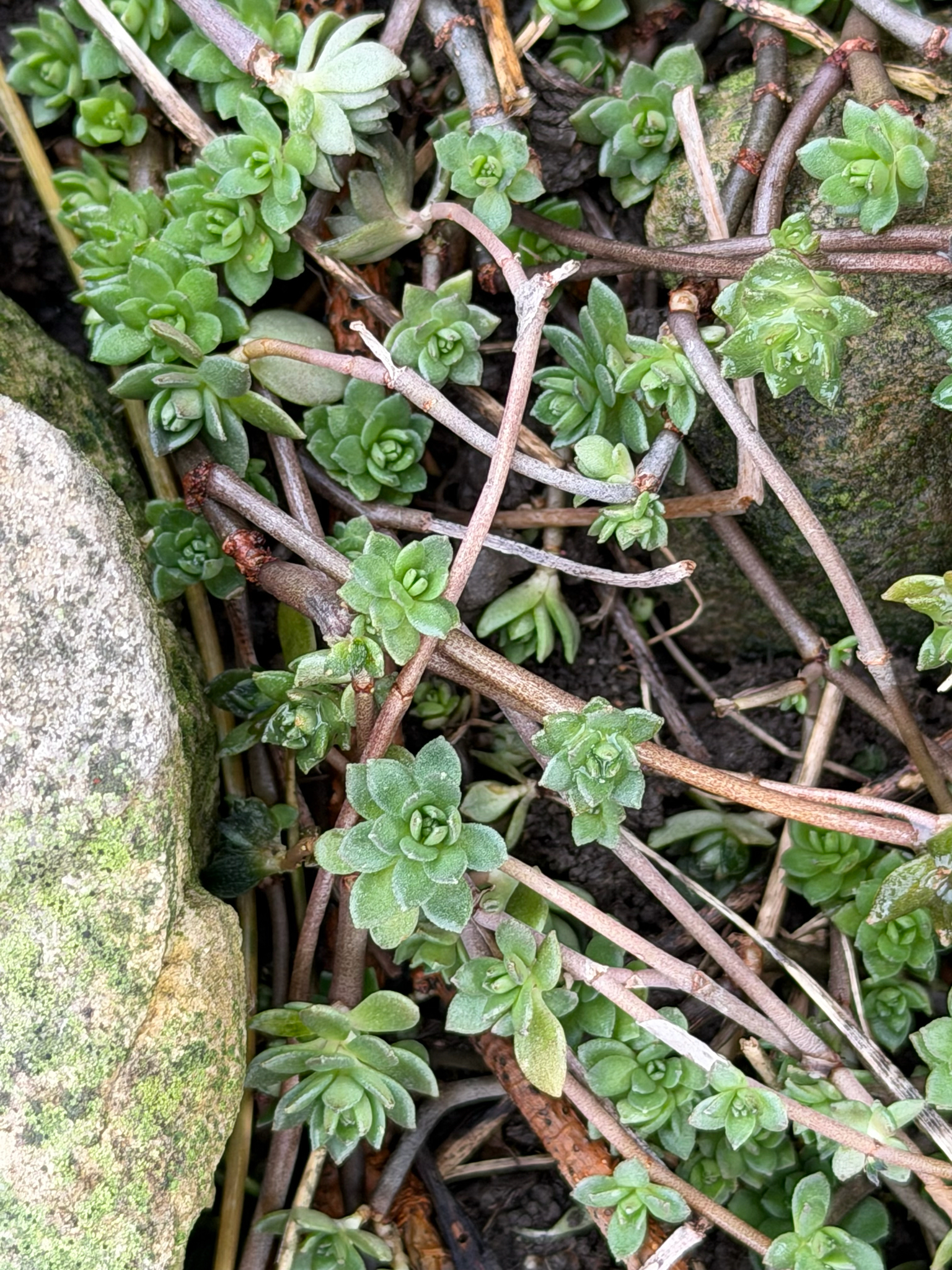 Imagem de sedum