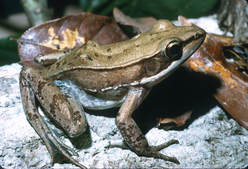 White-lipped Frog, Hylarana albolabris