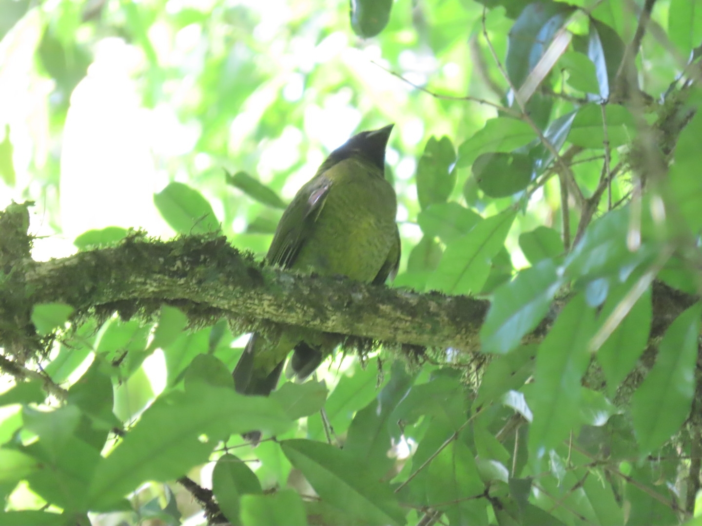 Black-headed Berryeater (Carpornis melanocephala), photo 1