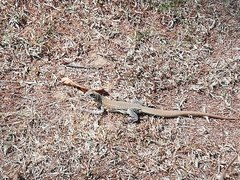 Leiolepis belliana