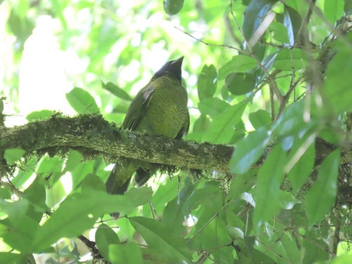 Black-headed Berryeater (Carpornis melanocephala), photo 2