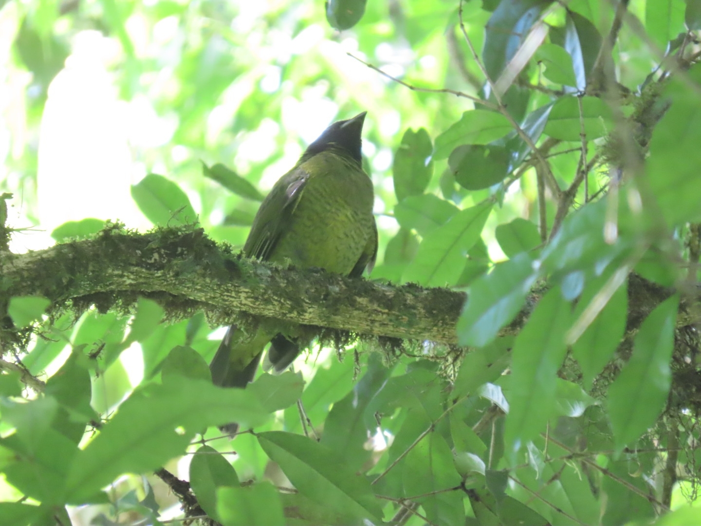 Black-headed Berryeater (Carpornis melanocephala), photo 2