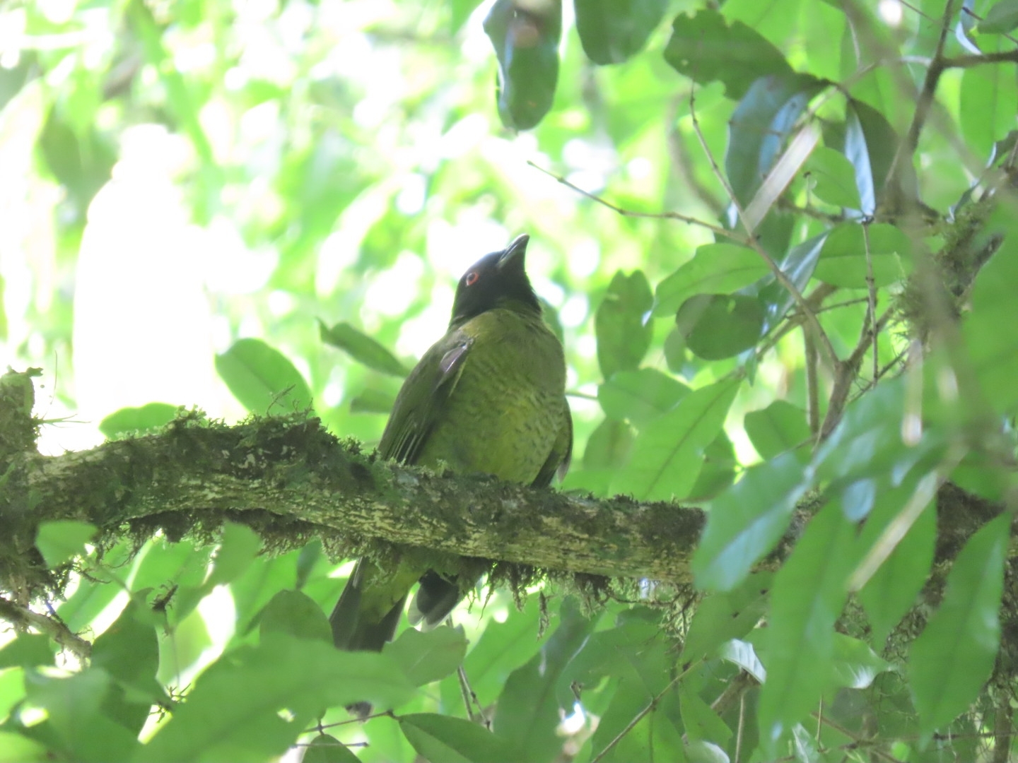 Black-headed Berryeater (Carpornis melanocephala), photo 3