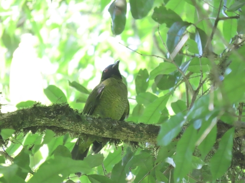 Black-headed Berryeater (Carpornis melanocephala), photo 7