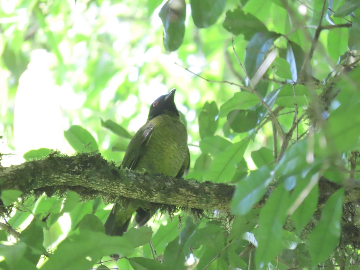 Black-headed Berryeater (Carpornis melanocephala), photo 4