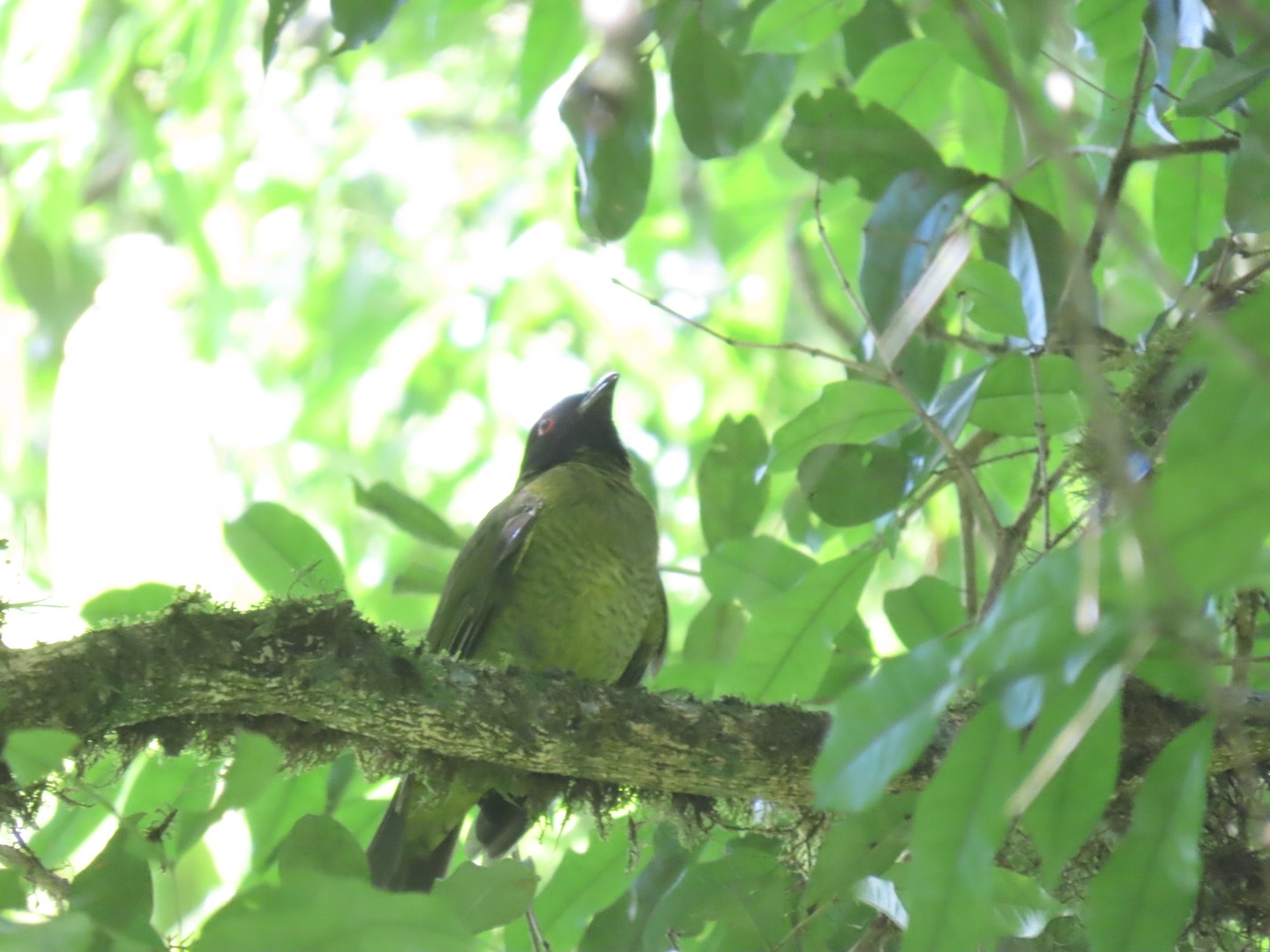 Black-headed Berryeater (Carpornis melanocephala), photo 5