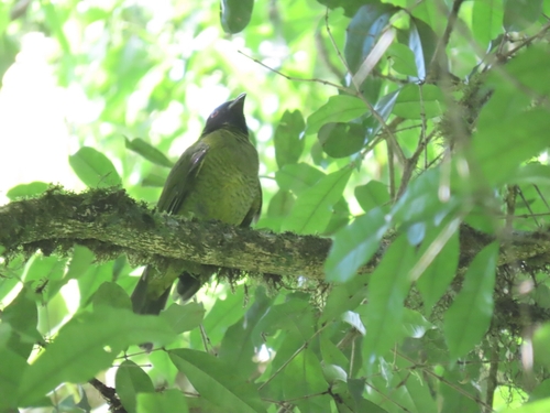 Black-headed Berryeater (Carpornis melanocephala), photo 9