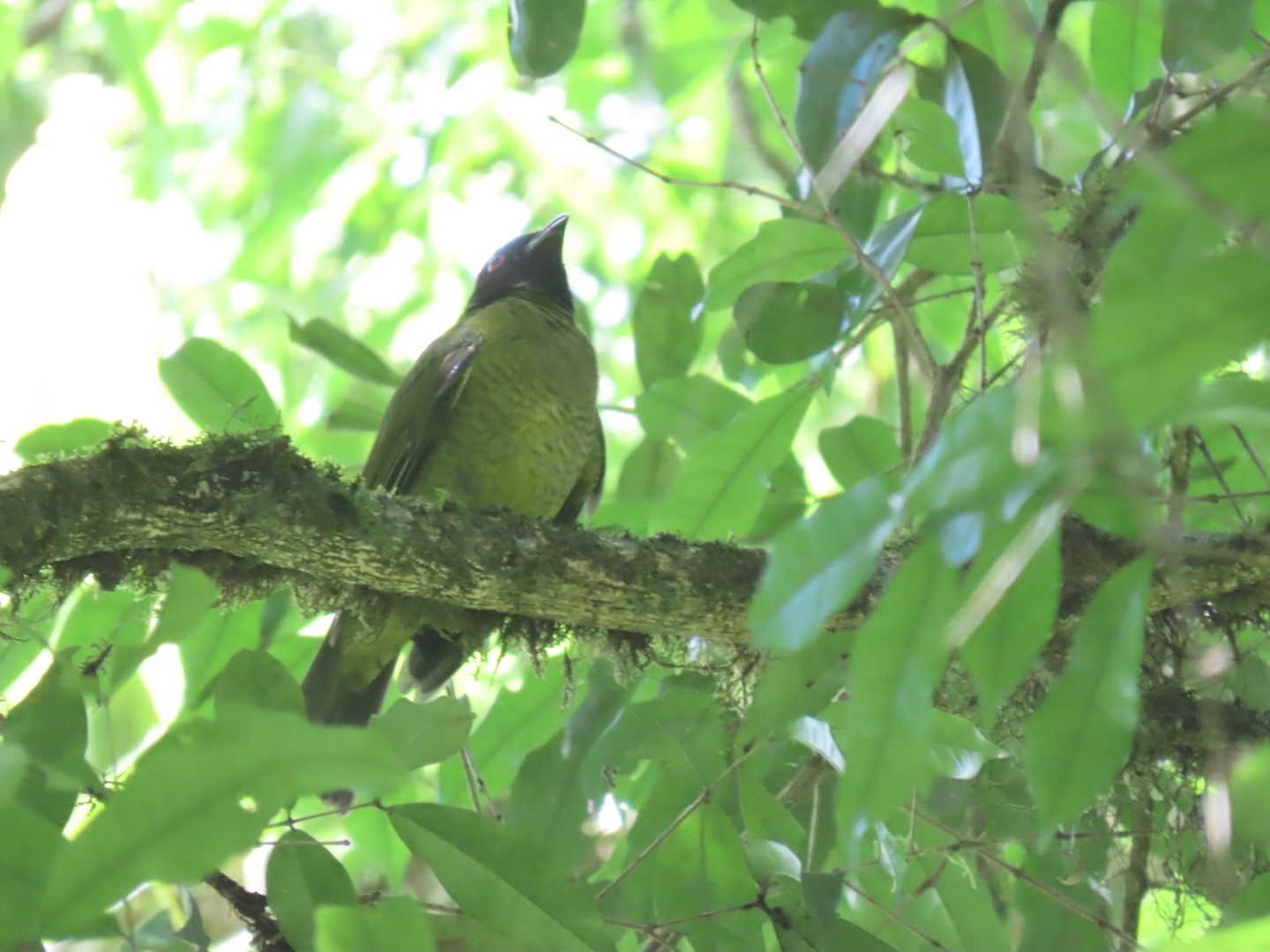 Black-headed Berryeater (Carpornis melanocephala), photo 6