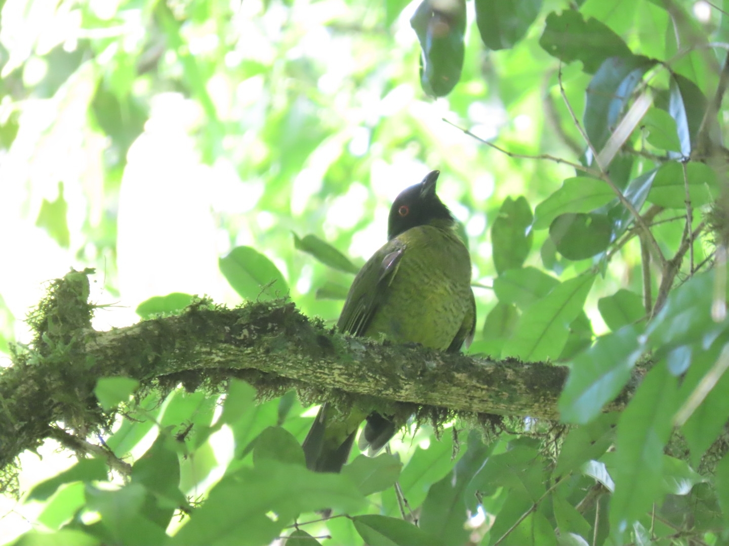Black-headed Berryeater (Carpornis melanocephala), photo 7