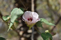 Gossypieae