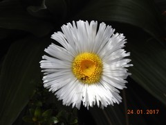 Celmisia spectabilis