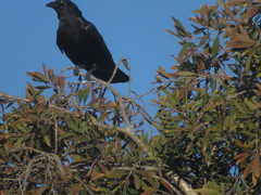 Corvus brachyrhynchos