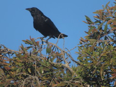 Corvus brachyrhynchos