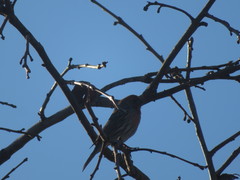 Haemorhous mexicanus