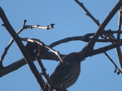 Haemorhous mexicanus