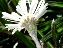 Celmisia spectabilis