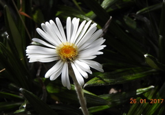 Celmisia spectabilis