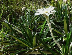 Celmisia spectabilis