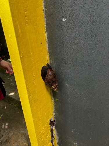 Lissachatina fulica