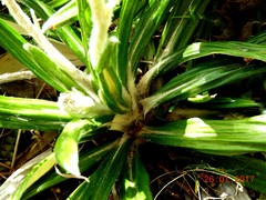 Celmisia spectabilis