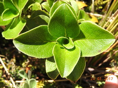 Coprosma serrulata